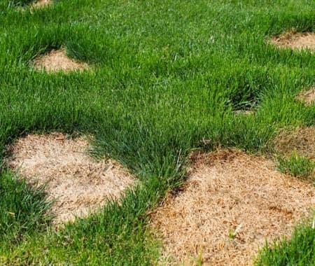 Insect & Weed Control project 7