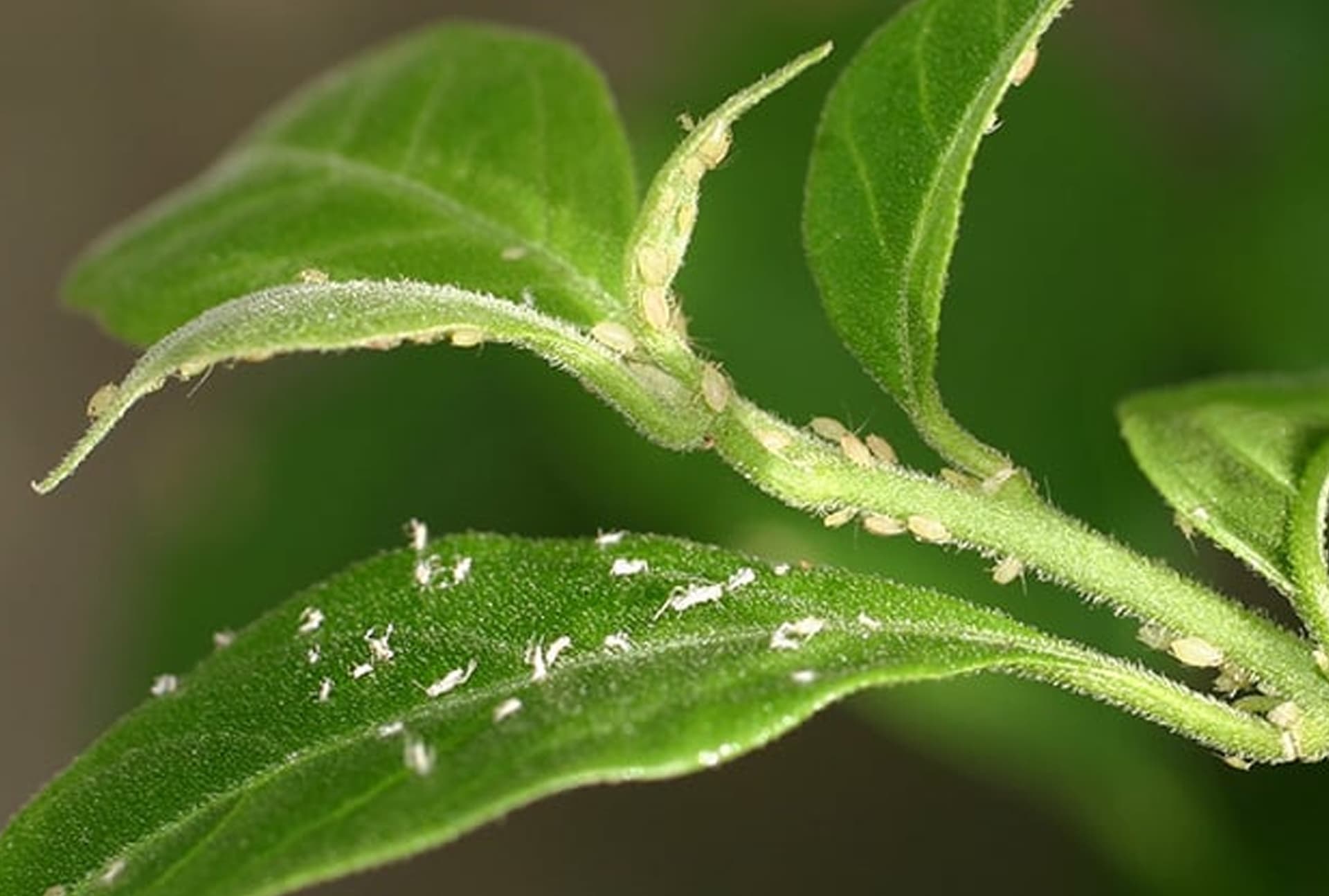 Bugs and Weeds Wrecking Your Yard?