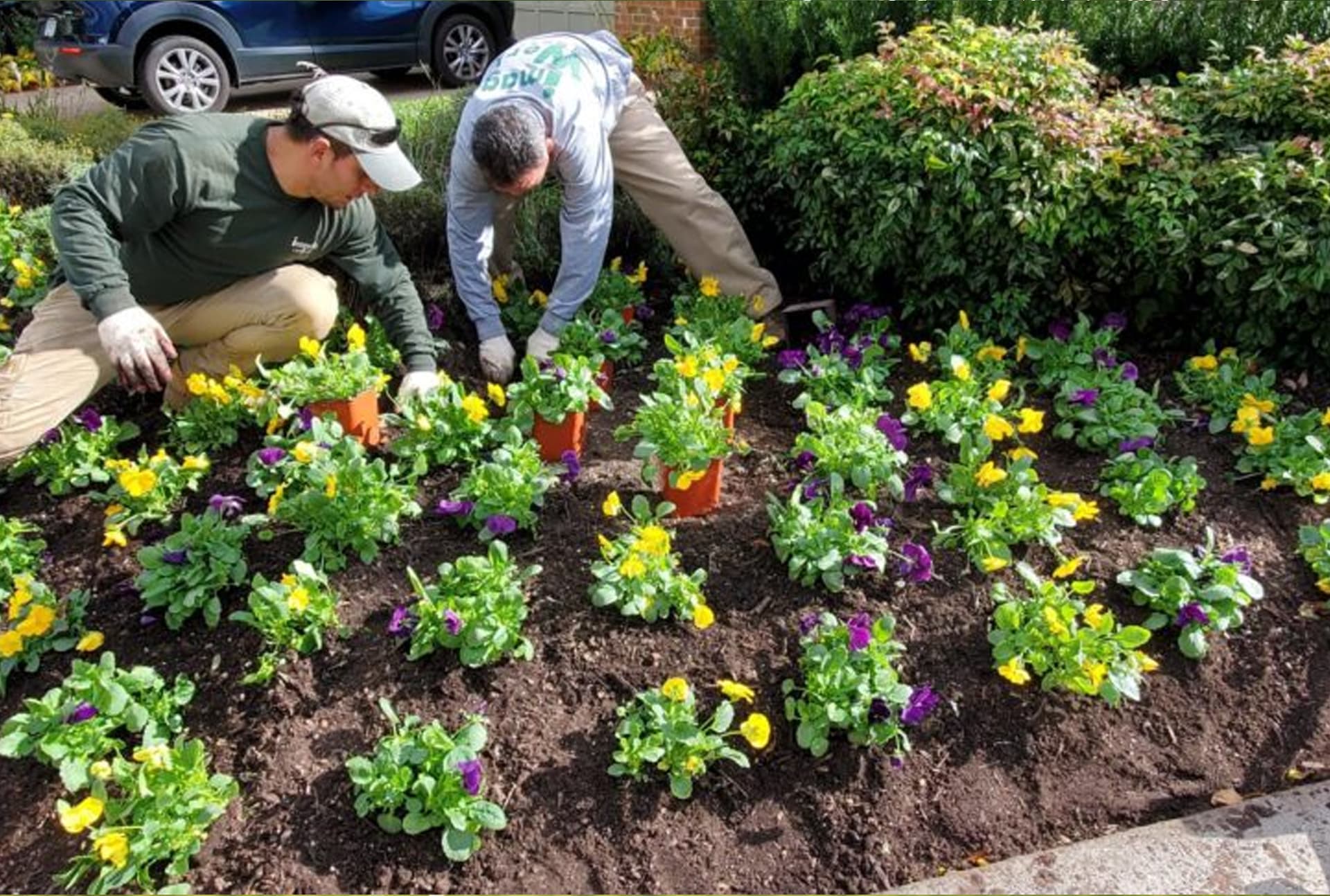 Lawn Health & Protection project 2