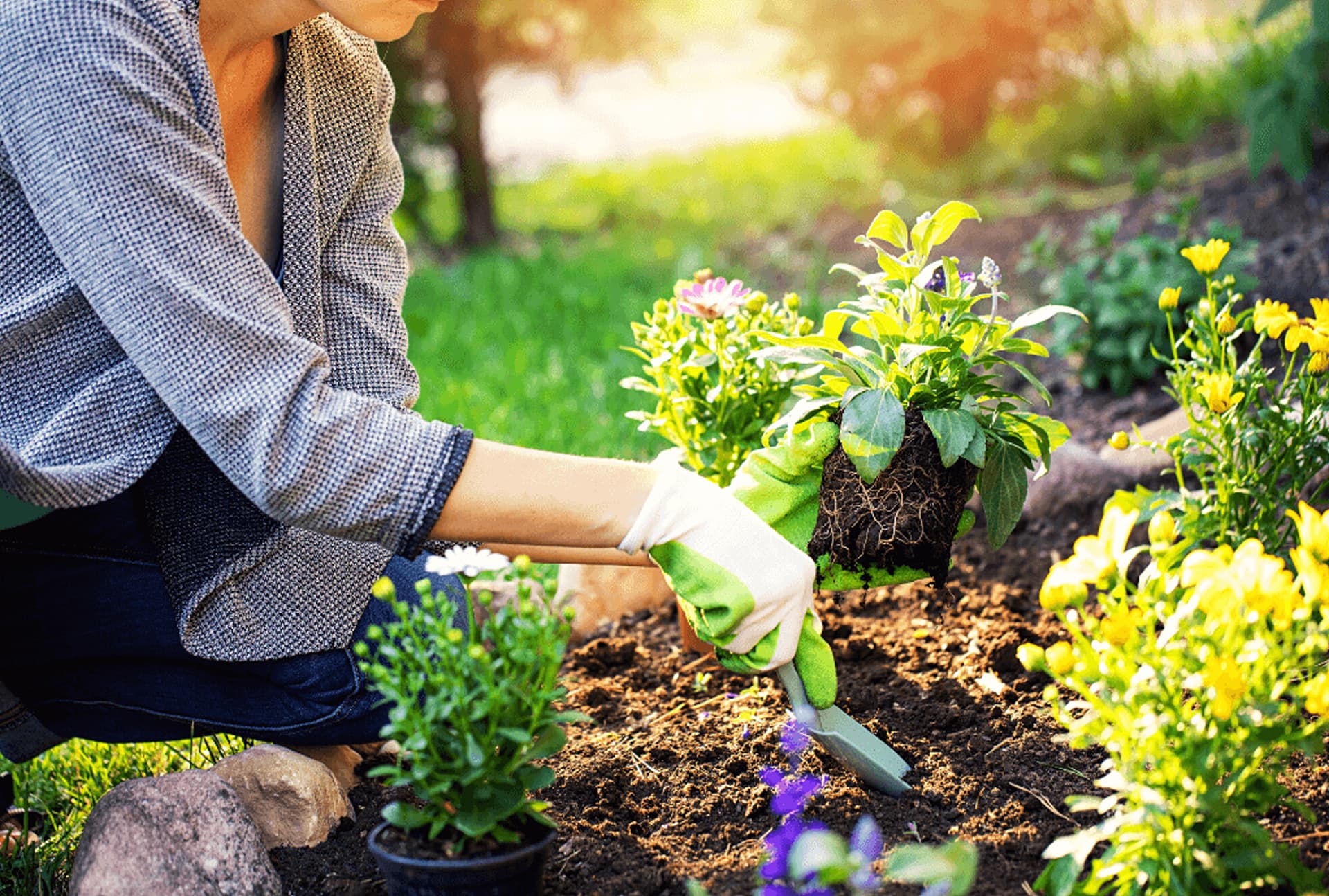 Lawn Health & Protection project 1
