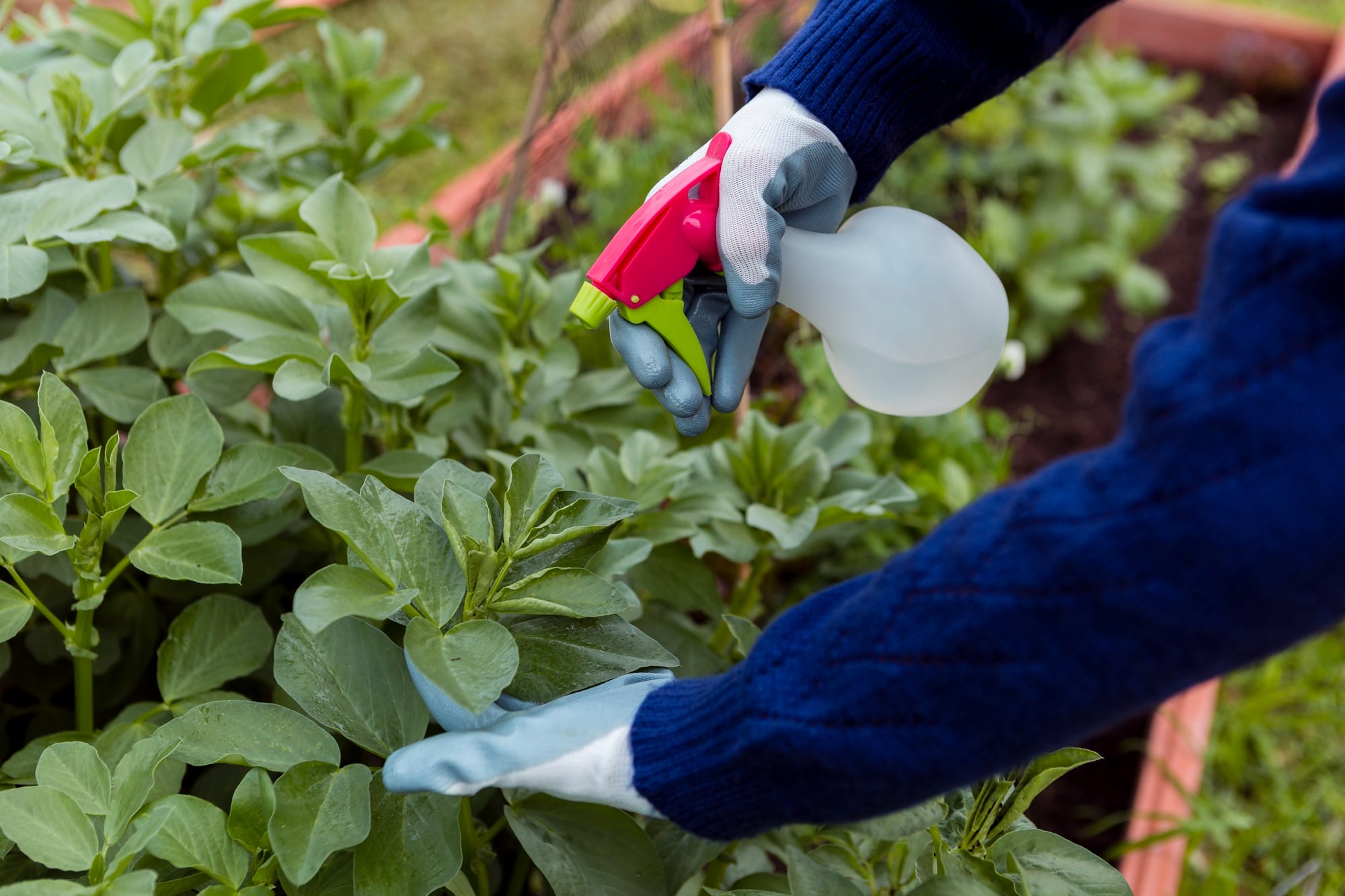 Weed Elimination